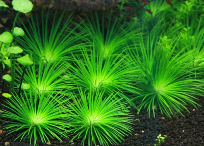 Эриокаулон Поларис  (меристемное растение), ф60х40 мм